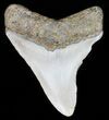 Megalodon Tooth - North Carolina #59131-1